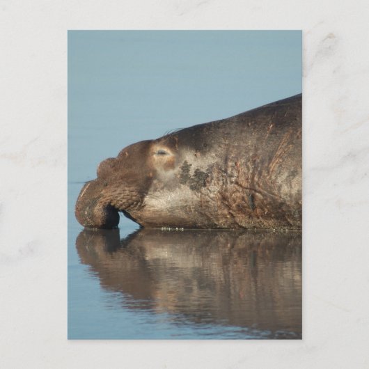 Elephant Seal Briefkaart (Voorkant)