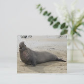 Elephant Seal Briefkaart (Staand voorkant)