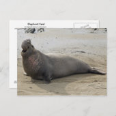 Elephant Seal Briefkaart (Voorkant / Achterkant)