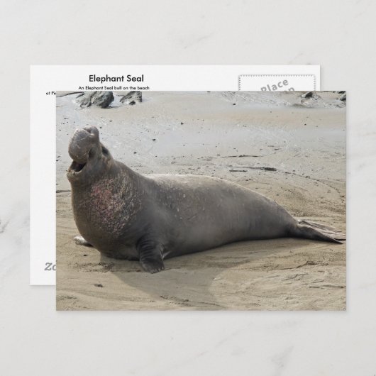 Elephant Seal Briefkaart (Voorkant / Achterkant)