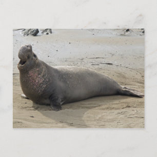 Elephant Seal Briefkaart