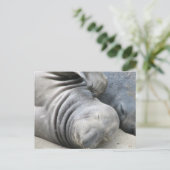 Elephant Seal Briefkaart (Staand voorkant)