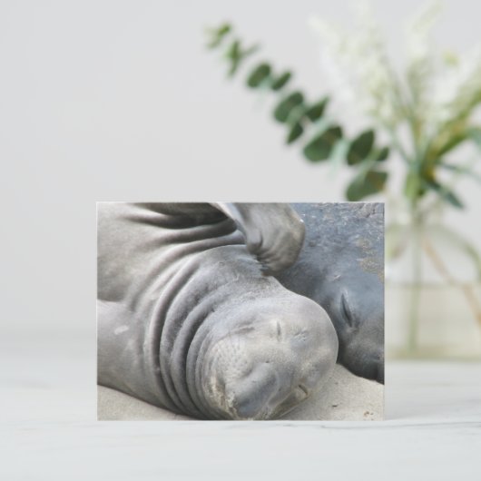 Elephant Seal Briefkaart (Staand voorkant)