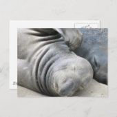 Elephant Seal Briefkaart (Voorkant / Achterkant)