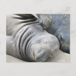 Elephant Seal Briefkaart
