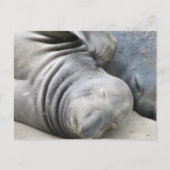 Elephant Seal Briefkaart (Voorkant)