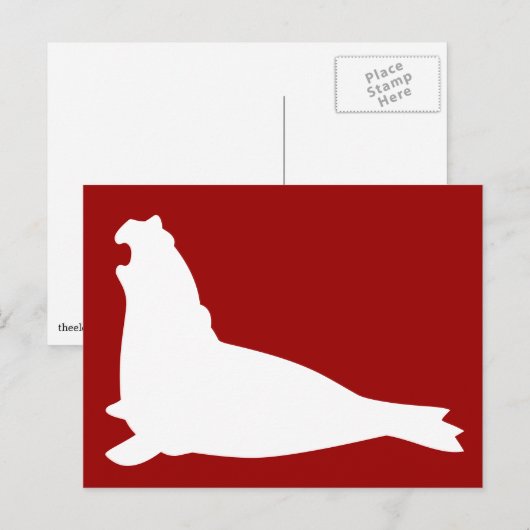 Elephant Seal Briefkaart White (Voorkant / Achterkant)