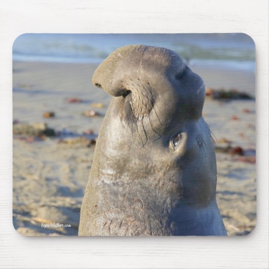 Elephant Seal bull Muismat (Voorkant)