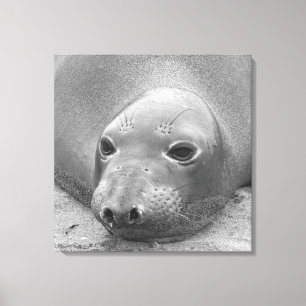 Elephant Seal Canvas Afdruk