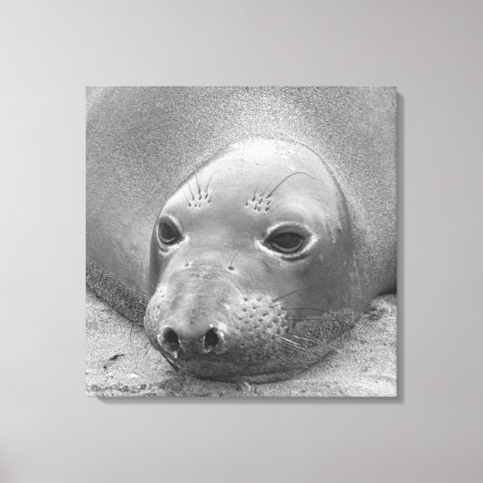 Elephant Seal Canvas Afdruk (Voorkant)