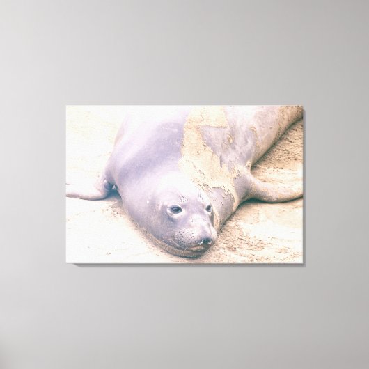 Elephant Seal Canvas Afdruk (Voorkant)