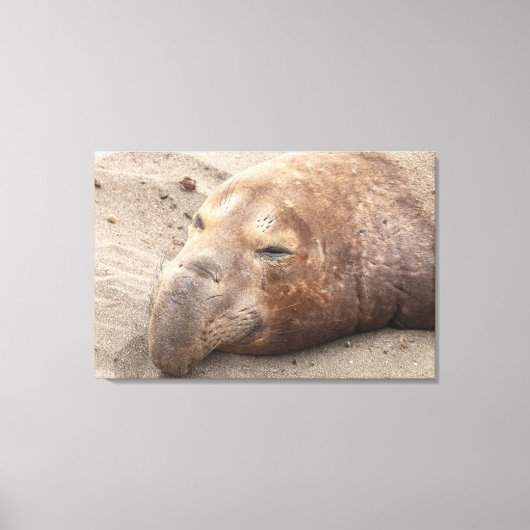 Elephant Seal Canvas Afdruk (Voorkant)