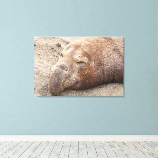 Elephant Seal Canvas Afdruk (Insitu (Houten vloer))