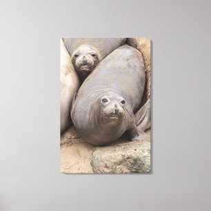Elephant Seal Canvas Afdruk
