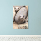Elephant Seal Canvas Afdruk (Insitu (Houten vloer))