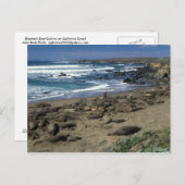 Elephant Seal Colony California Coast Briefkaart (Voorkant / Achterkant)