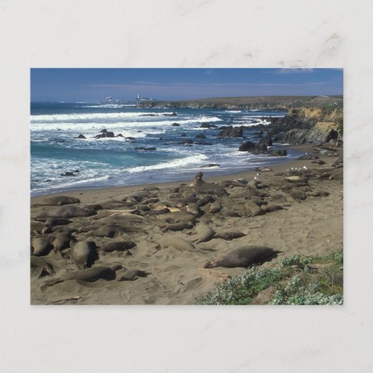 Elephant Seal Colony California Coast Briefkaart (Voorkant)