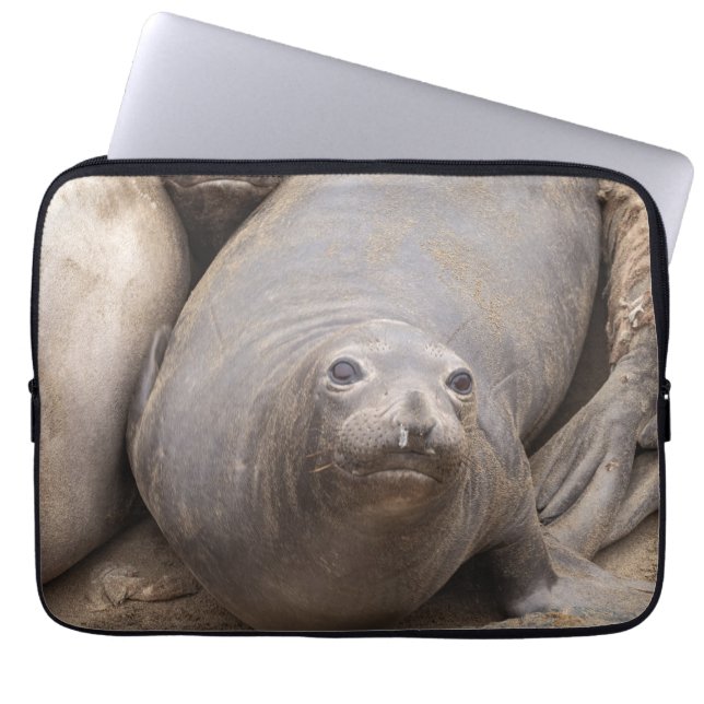 Elephant Seal Laptop Sleeve (Voorkant)
