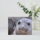 Elephant Seal Pup Briefkaart (Staand voorkant)