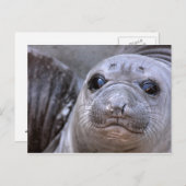 Elephant Seal Pup Briefkaart (Voorkant / Achterkant)