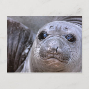 Elephant Seal Pup Briefkaart