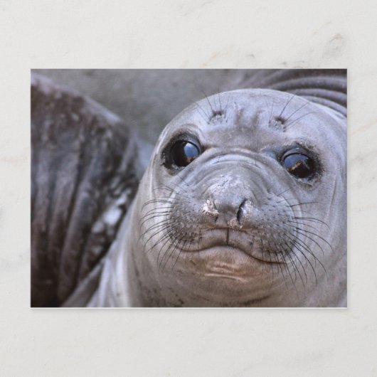 Elephant Seal Pup Briefkaart (Voorkant)