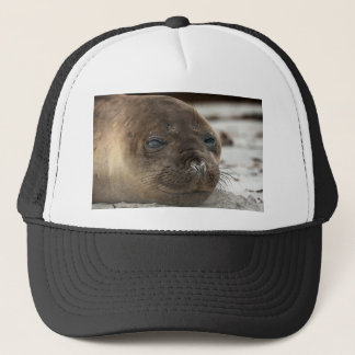 Elephant Seal pup Trucker Pet