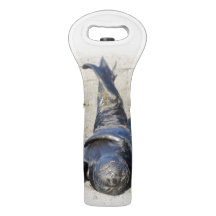 Elephant seal pup wine tas