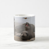 Elephant Seal Rookery San Simeon, CA Koffiemok (Center)