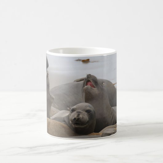 Elephant Seal Rookery San Simeon, CA Koffiemok (Center)