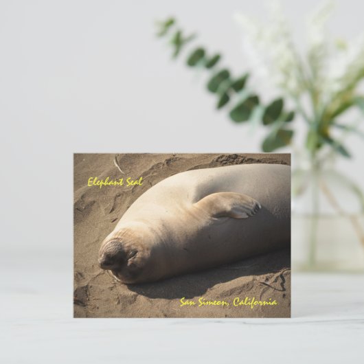 Elephant Seal San Simeon, Californië Briefkaart (Staand voorkant)
