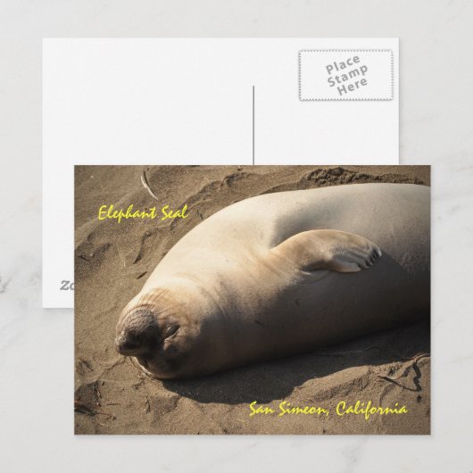 Elephant Seal San Simeon, Californië Briefkaart (Voorkant / Achterkant)