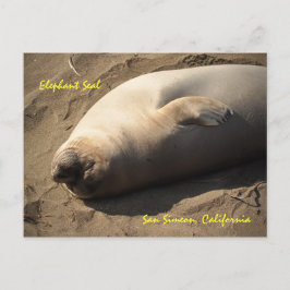 Elephant Seal San Simeon, Californië Briefkaart