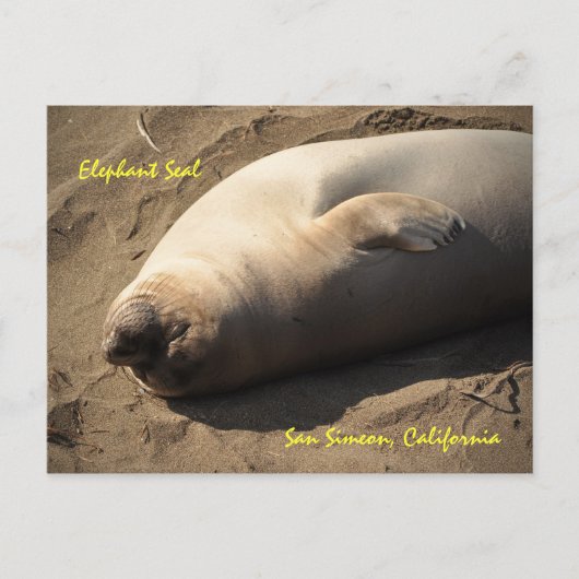 Elephant Seal San Simeon, Californië Briefkaart (Voorkant)