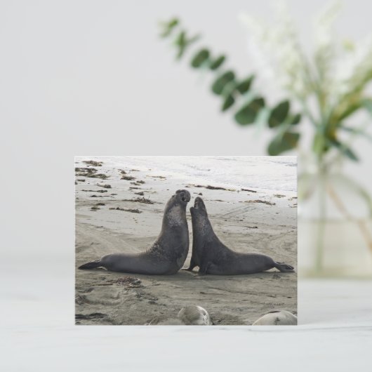 Elephant Seals Fighting Briefkaart (Staand voorkant)