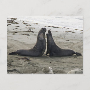 Elephant Seals Fighting Briefkaart
