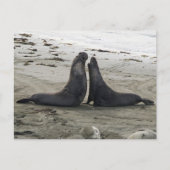 Elephant Seals Fighting Briefkaart (Voorkant)