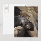 Elephant Seals, San Simeon, Californië Briefkaart (Voorkant / Achterkant)