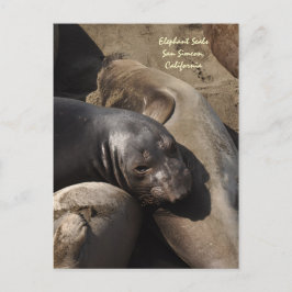 Elephant Seals, San Simeon, Californië Briefkaart
