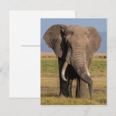 Elephant Searching Briefkaart (Voorkant / Achterkant)