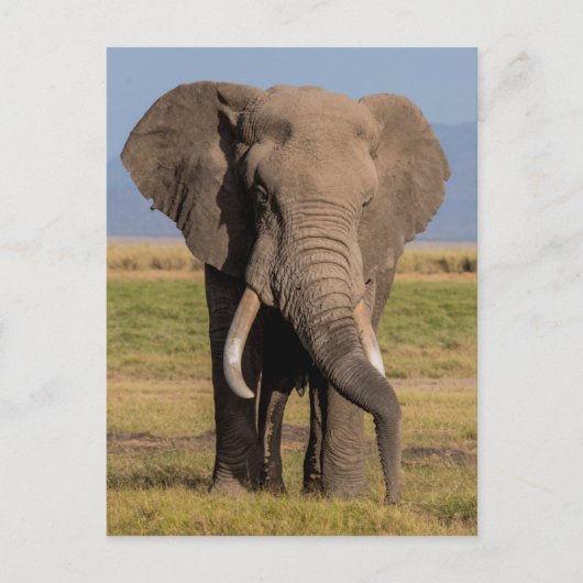 Elephant Searching Briefkaart (Voorkant)