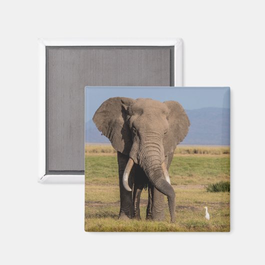 Elephant Searching Magneet (Voorkant / Achterkant)