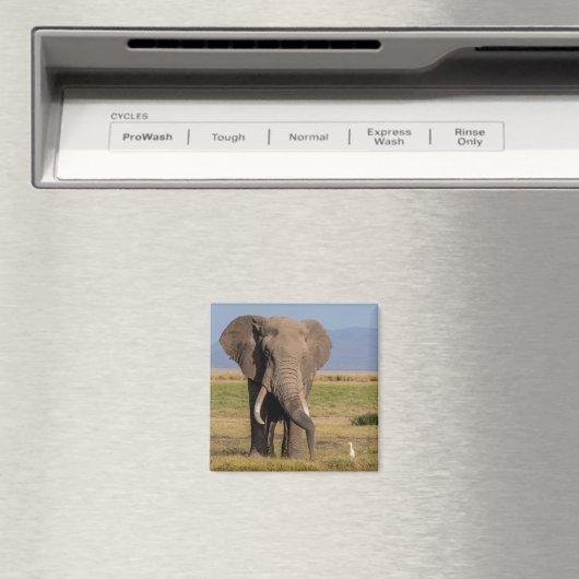 Elephant Searching Magneet (Insitu (Vaatwasser))