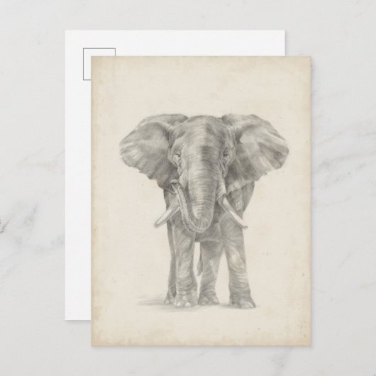 Elephant Sketch Briefkaart (Voorkant / Achterkant)