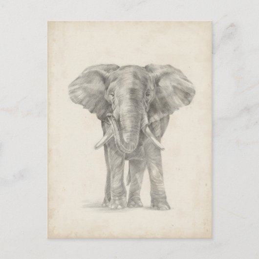 Elephant Sketch Briefkaart (Voorkant)