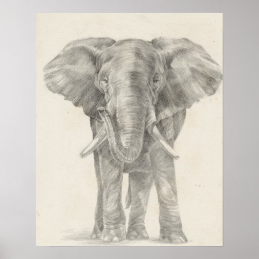 Elephant Sketch Poster (Voorkant)