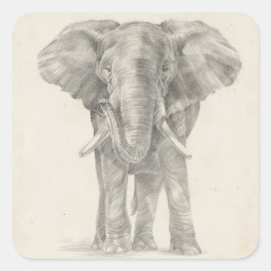 Elephant Sketch Vierkante Sticker (Voorkant)