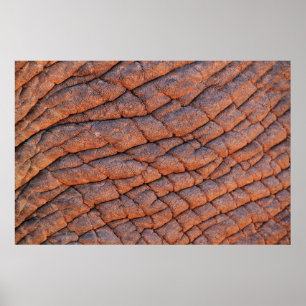 Elephant skin oliephant poster