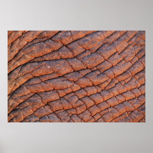 Elephant skin oliephant poster (Voorkant)