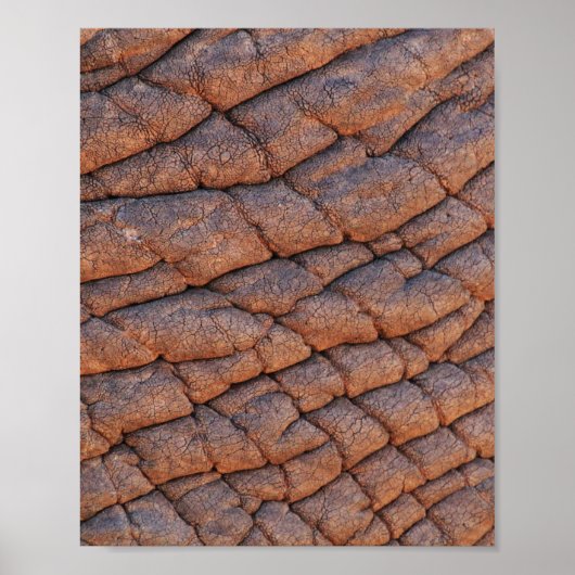 Elephant Skin Poster (Voorkant)